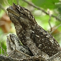 Papuan Frogmouth 2.5 weeks of age　パプアガマグチヨタカ<br />Canon EOS 7D + EF400 F5.6